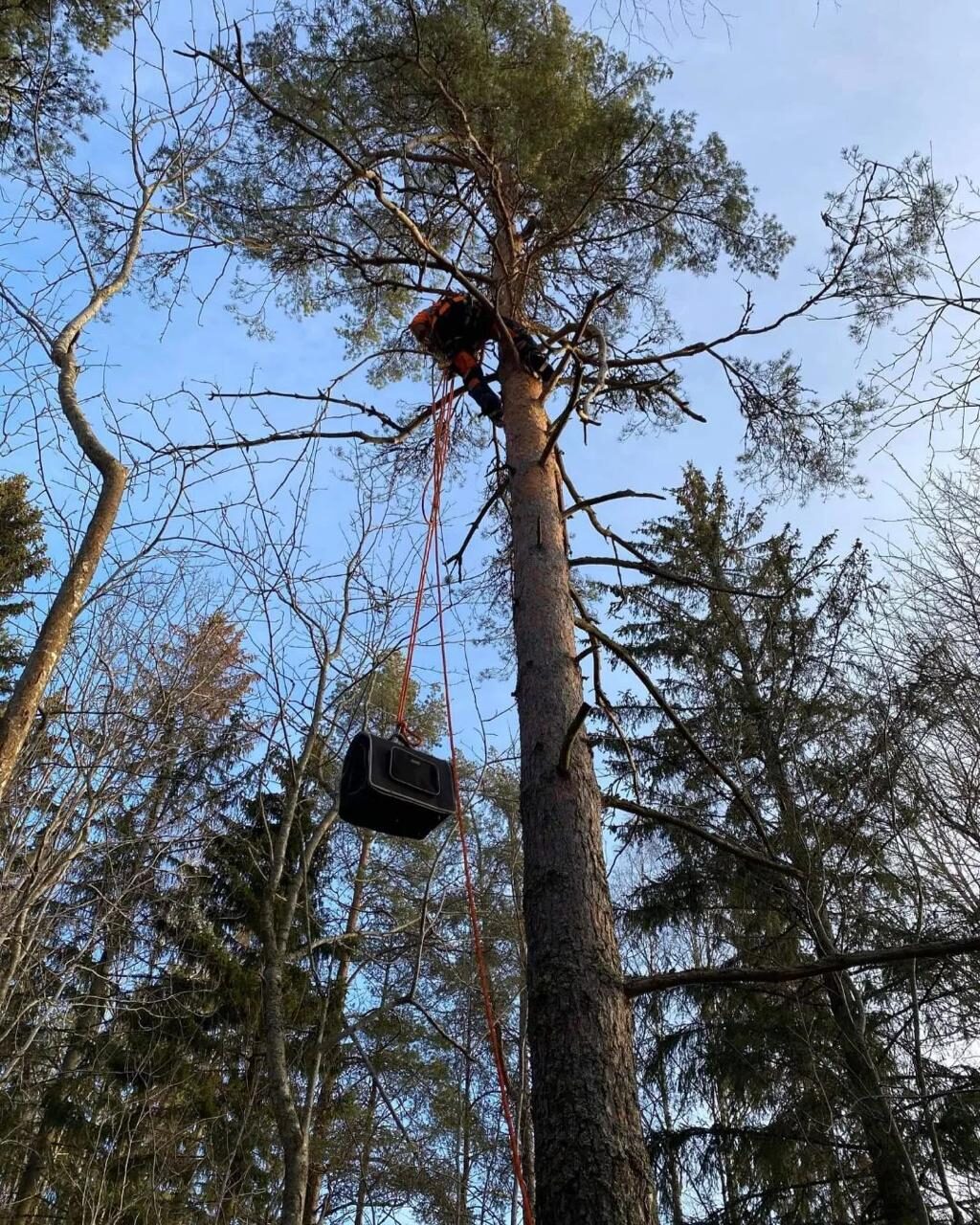 Arborist med motorsåg i trädkrona i Norrtälje