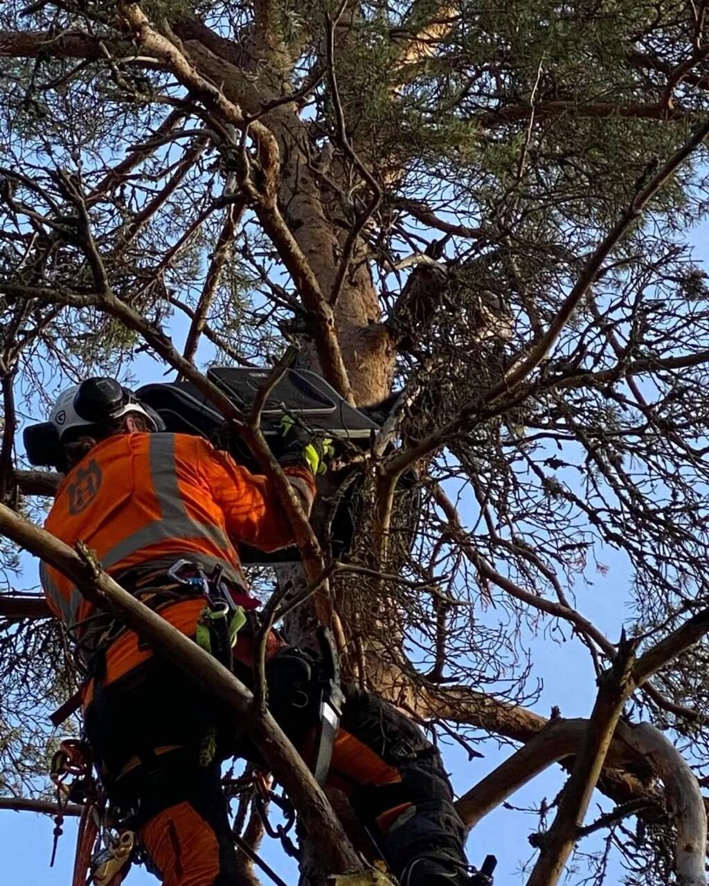 Arborist med motorsåg i trädkrona i Norrtälje