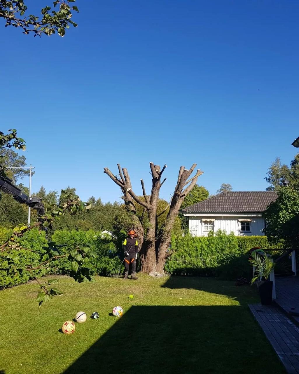 Trädbeskärning i trädgård i Norrtälje