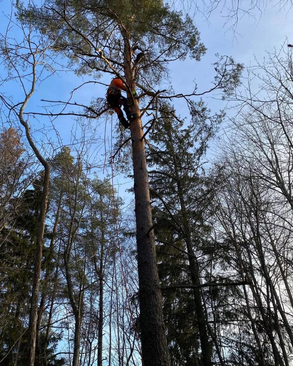 Professionell trädvård Norrtälje