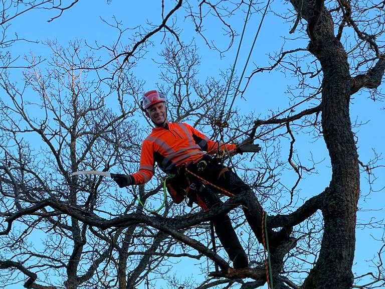 Arborist i klätterutrustning uppe i ett kalt lövträd mot blå himmel