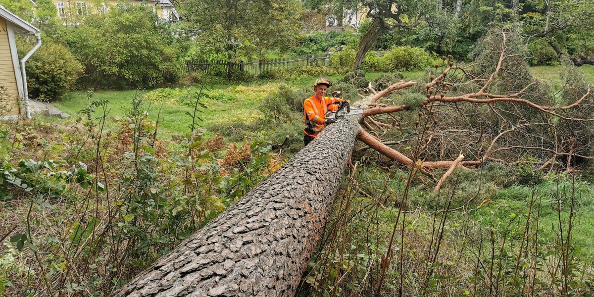 Arborist med motorsåg står på en nyfälld gran med bostadshus i bakgrunden