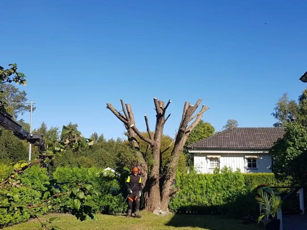 Arborist i orange varselkläder vid en kraftigt beskuren stam i en villaträdgård